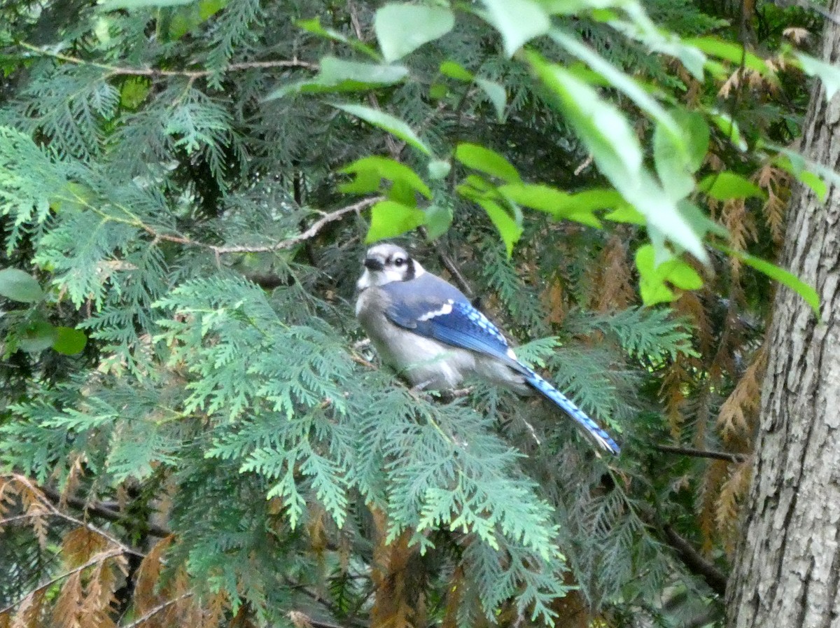 Blue Jay - ML638718738