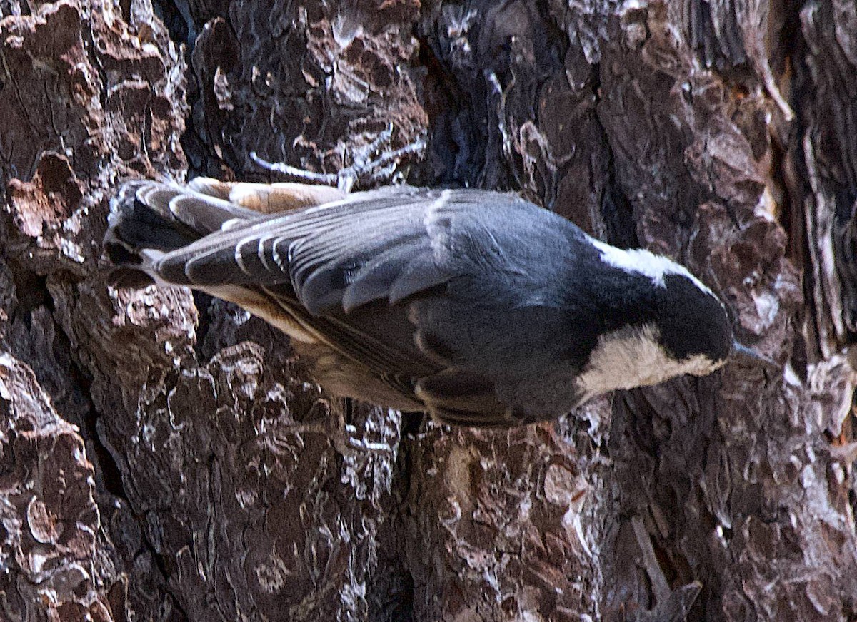 White-breasted Nuthatch - ML638718739