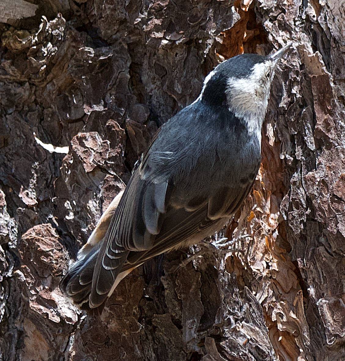 White-breasted Nuthatch - ML638718745