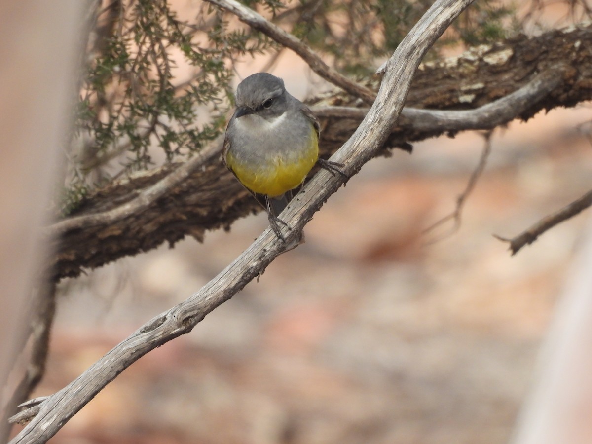 Western Yellow Robin - ML638718752