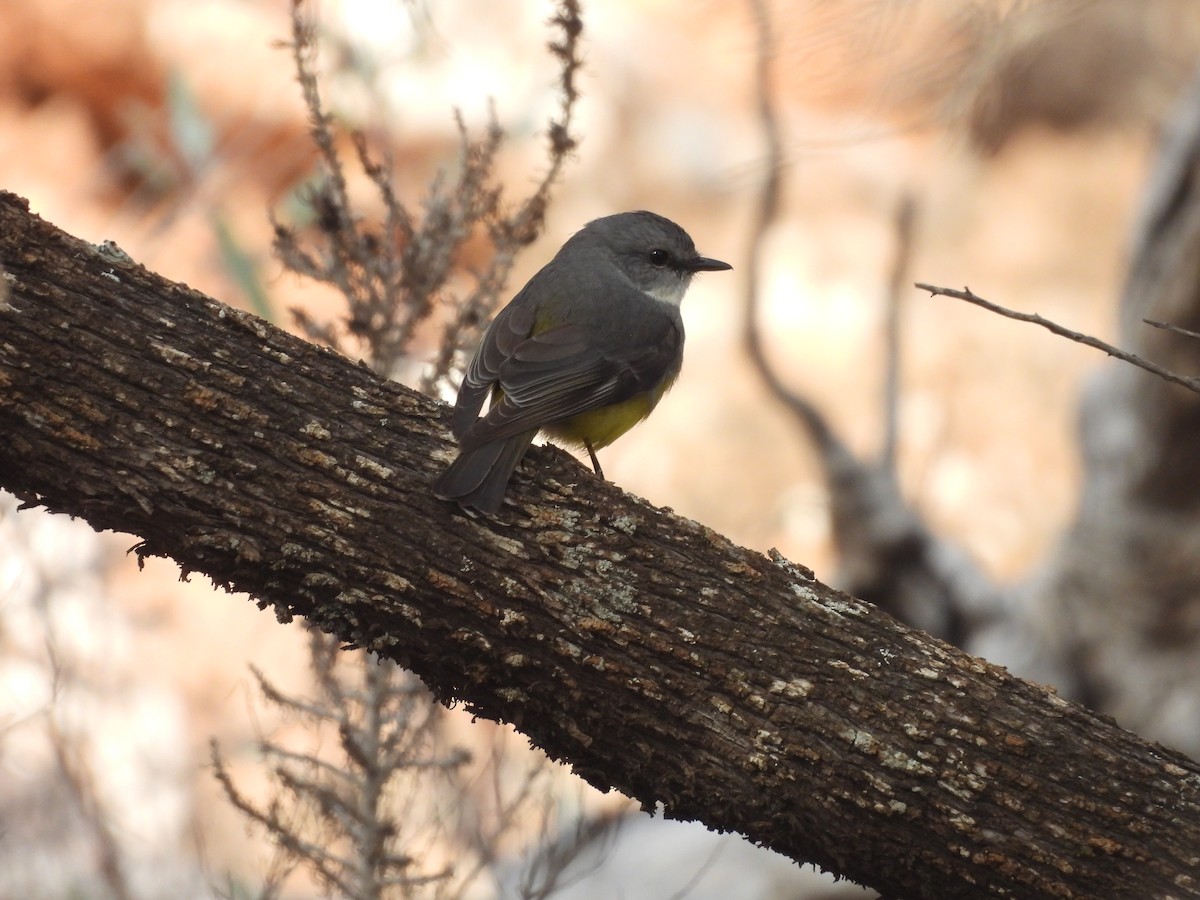 Western Yellow Robin - ML638718754