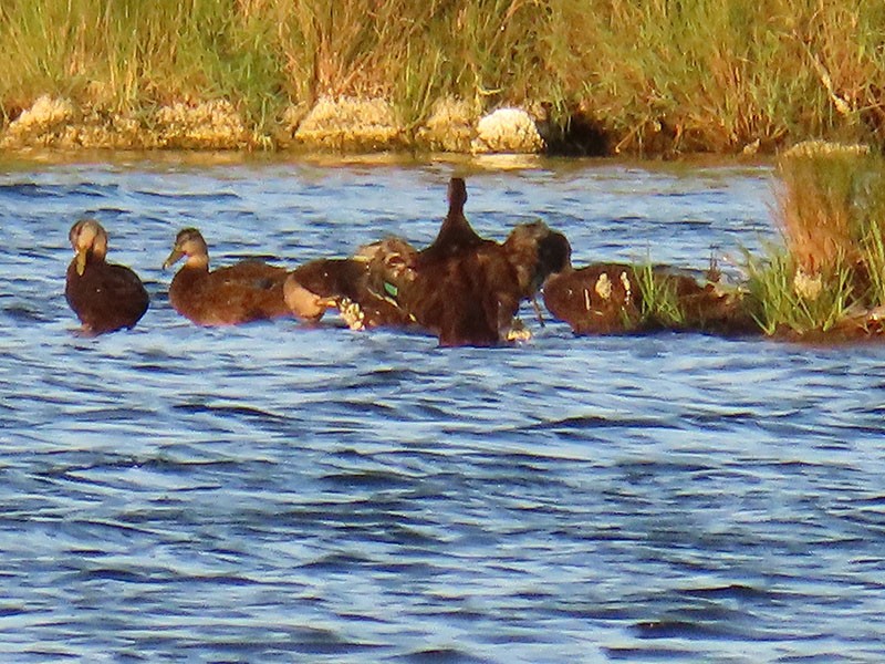 American Black Duck - ML638718757