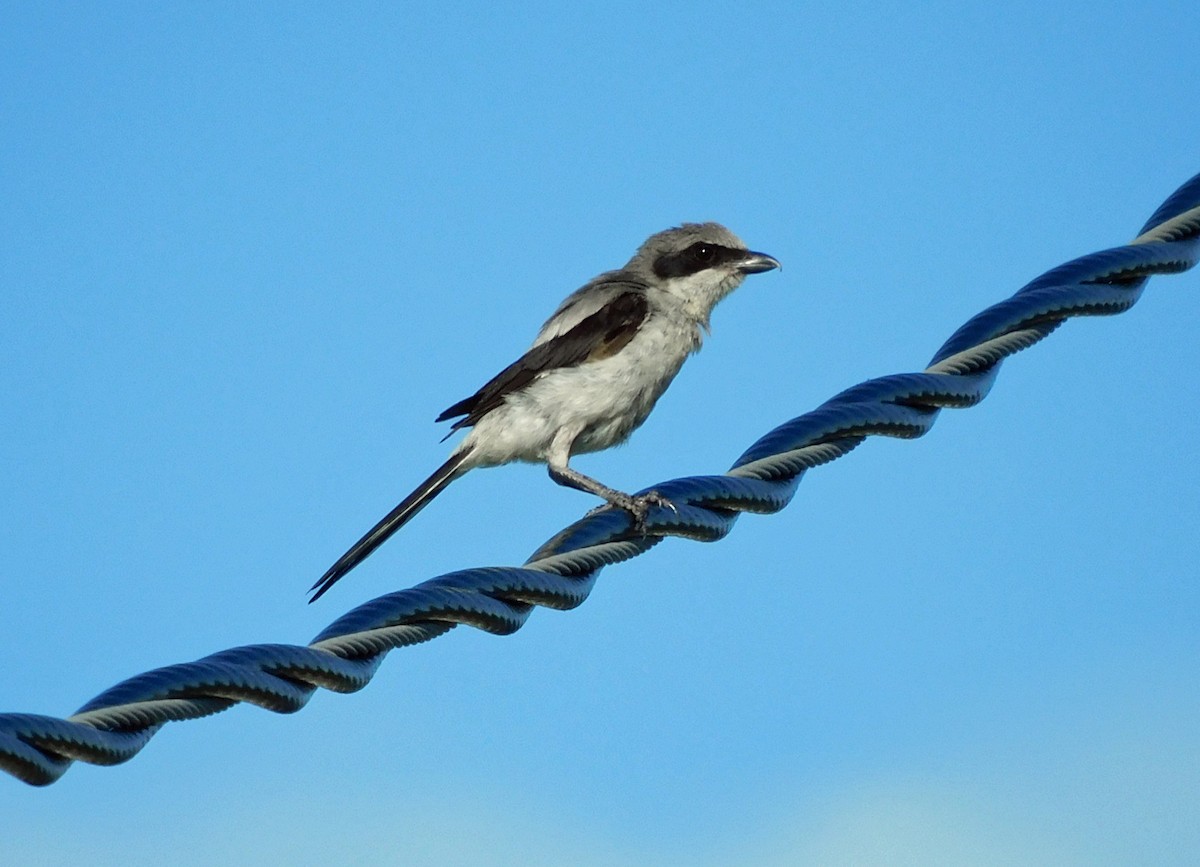 Loggerhead Shrike - ML638718774