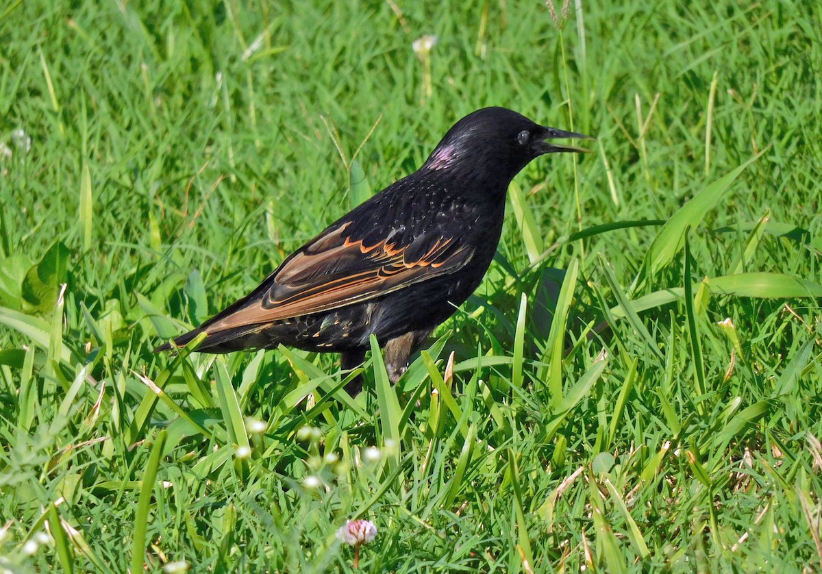 European Starling - ML638718787