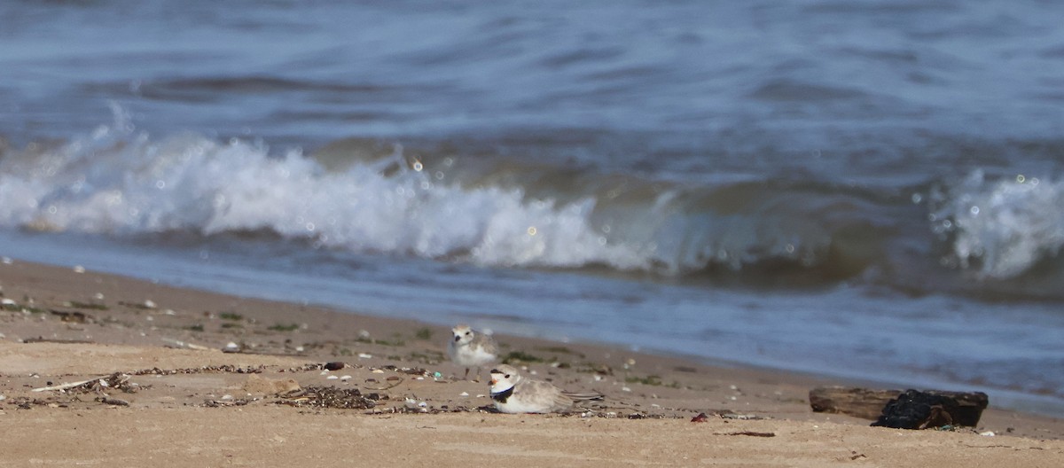 Piping Plover - ML638718798