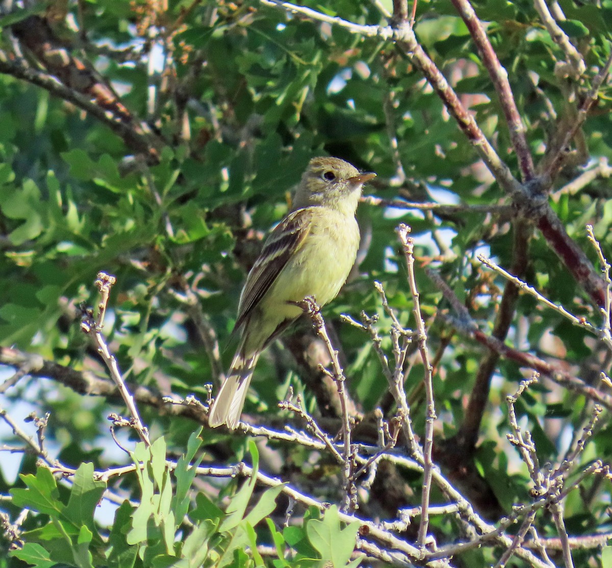 Western Flycatcher - ML638718809
