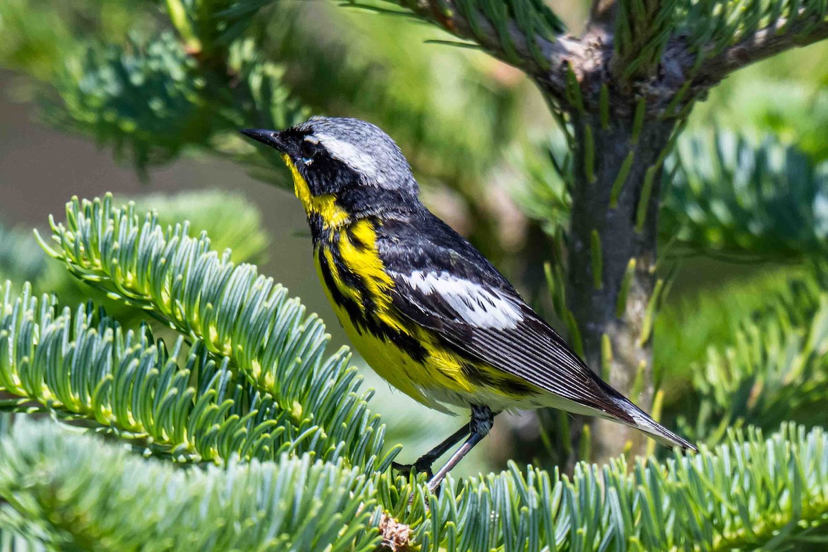Magnolia Warbler - ML638718823