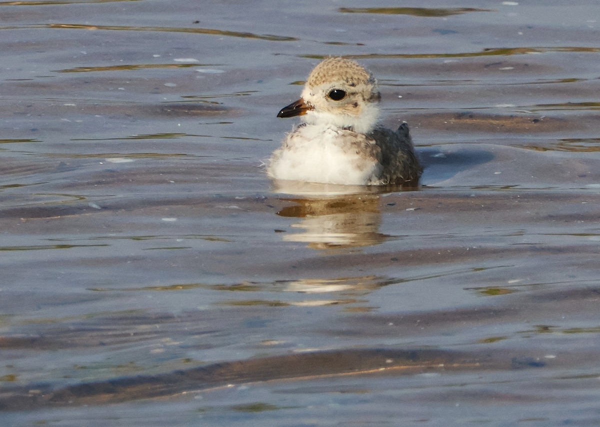 Piping Plover - ML638718825