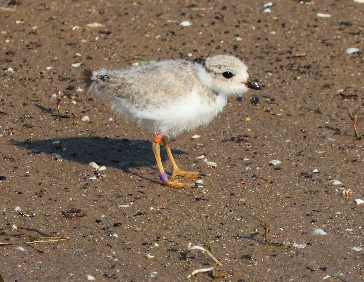 Piping Plover - ML638718827
