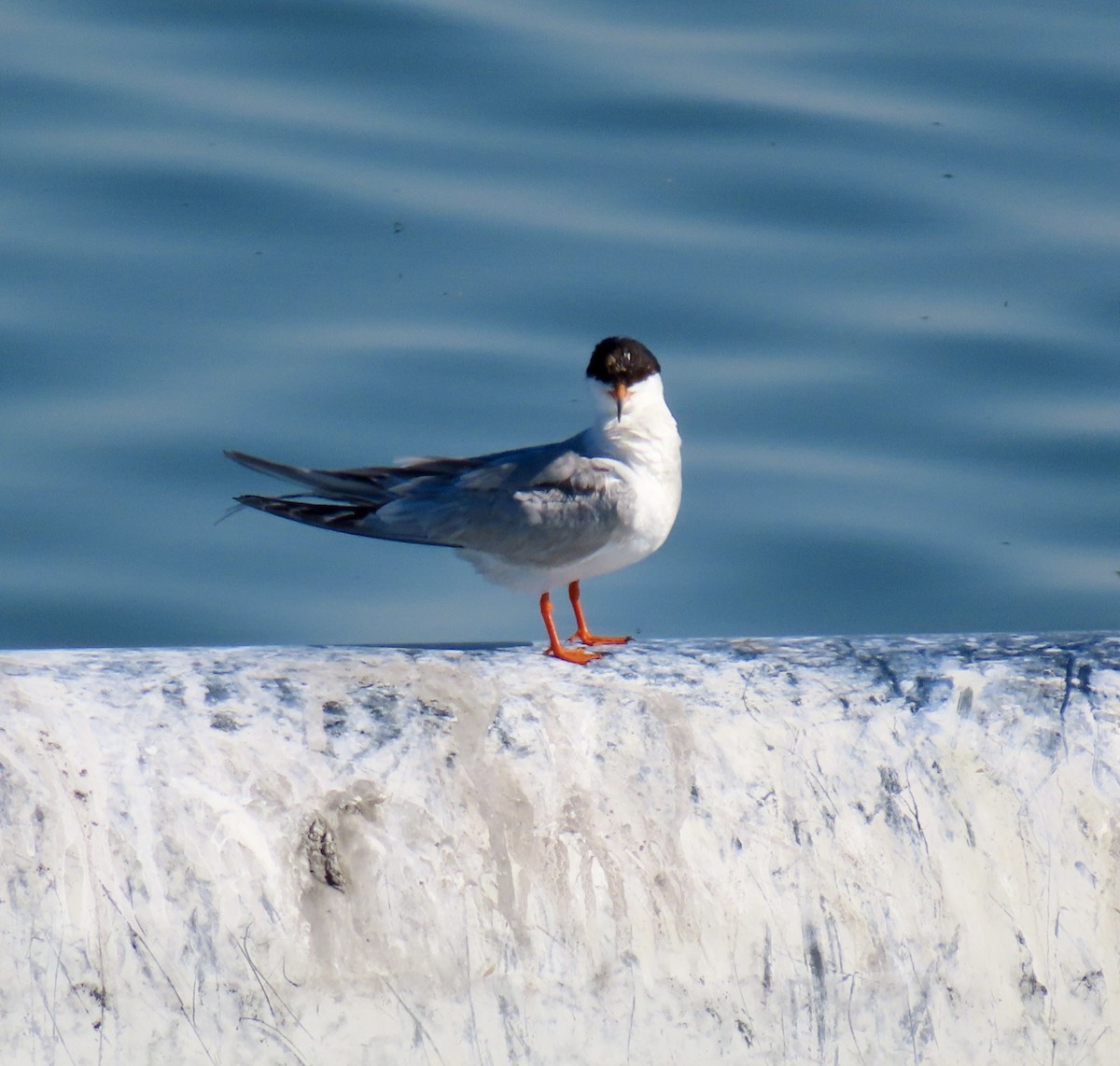 Forster's Tern - ML638718830