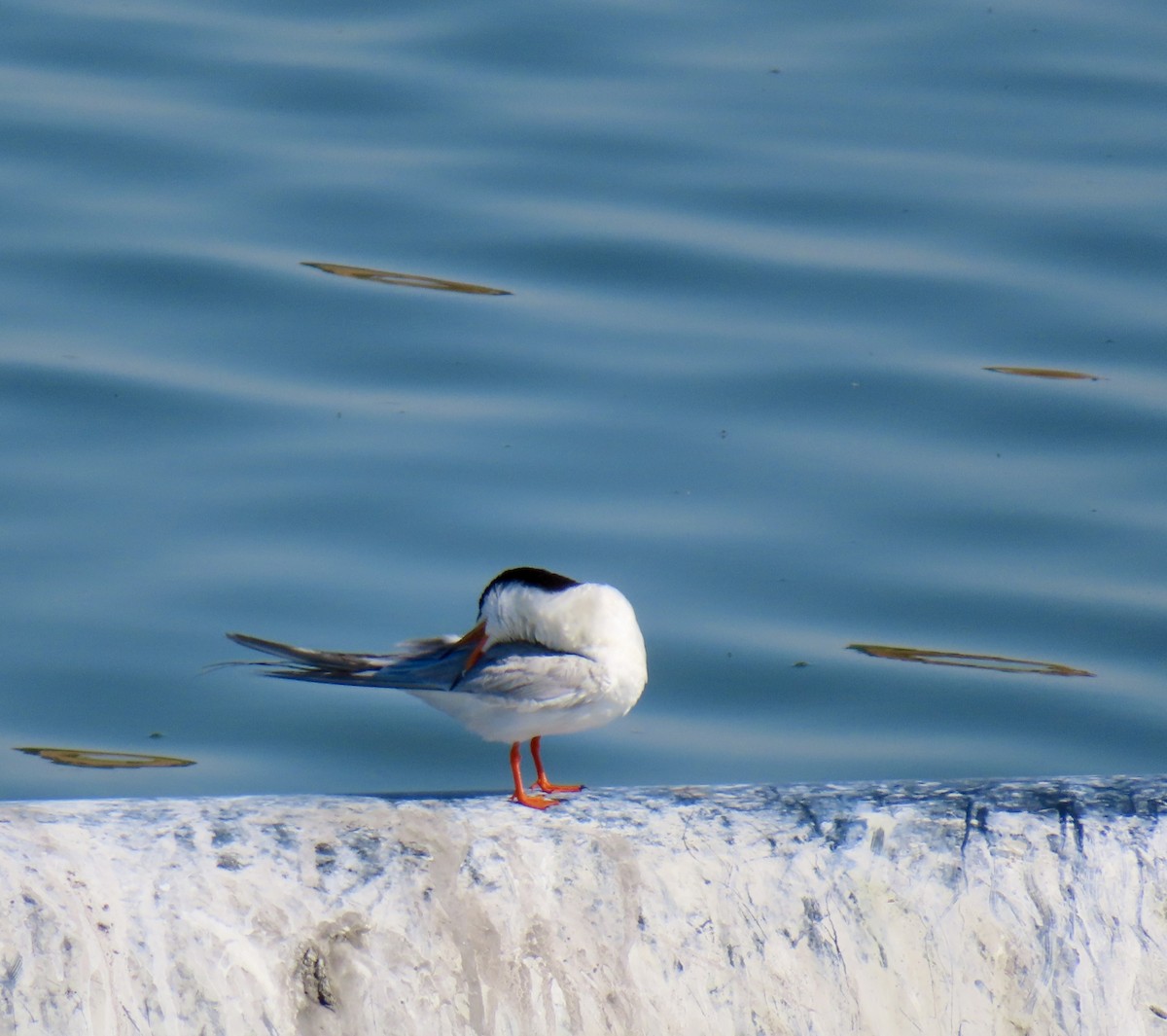 Forster's Tern - ML638718831