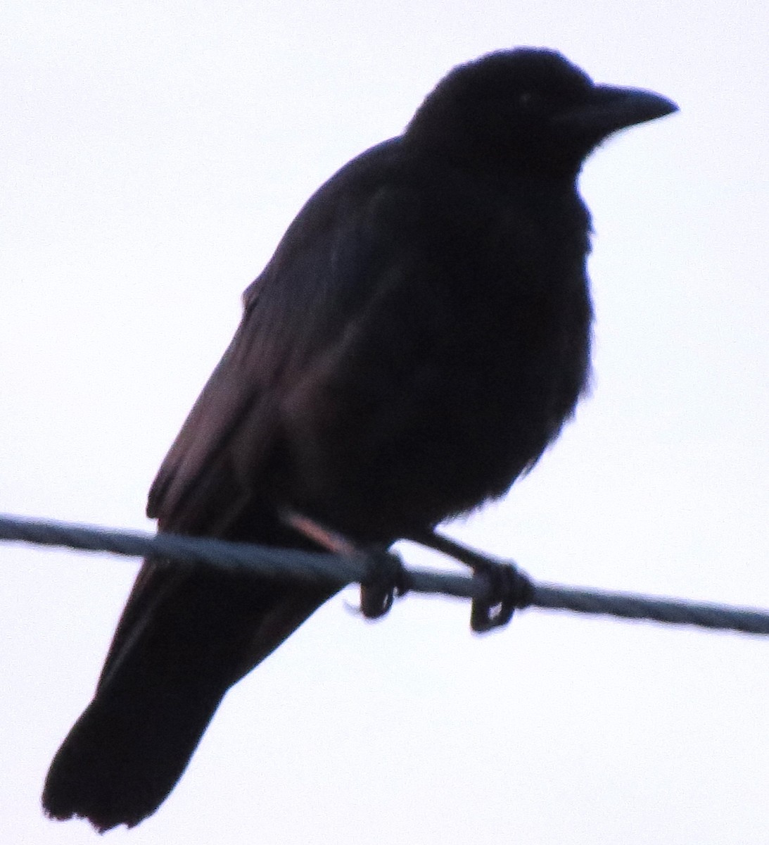 American Crow - ML638718850