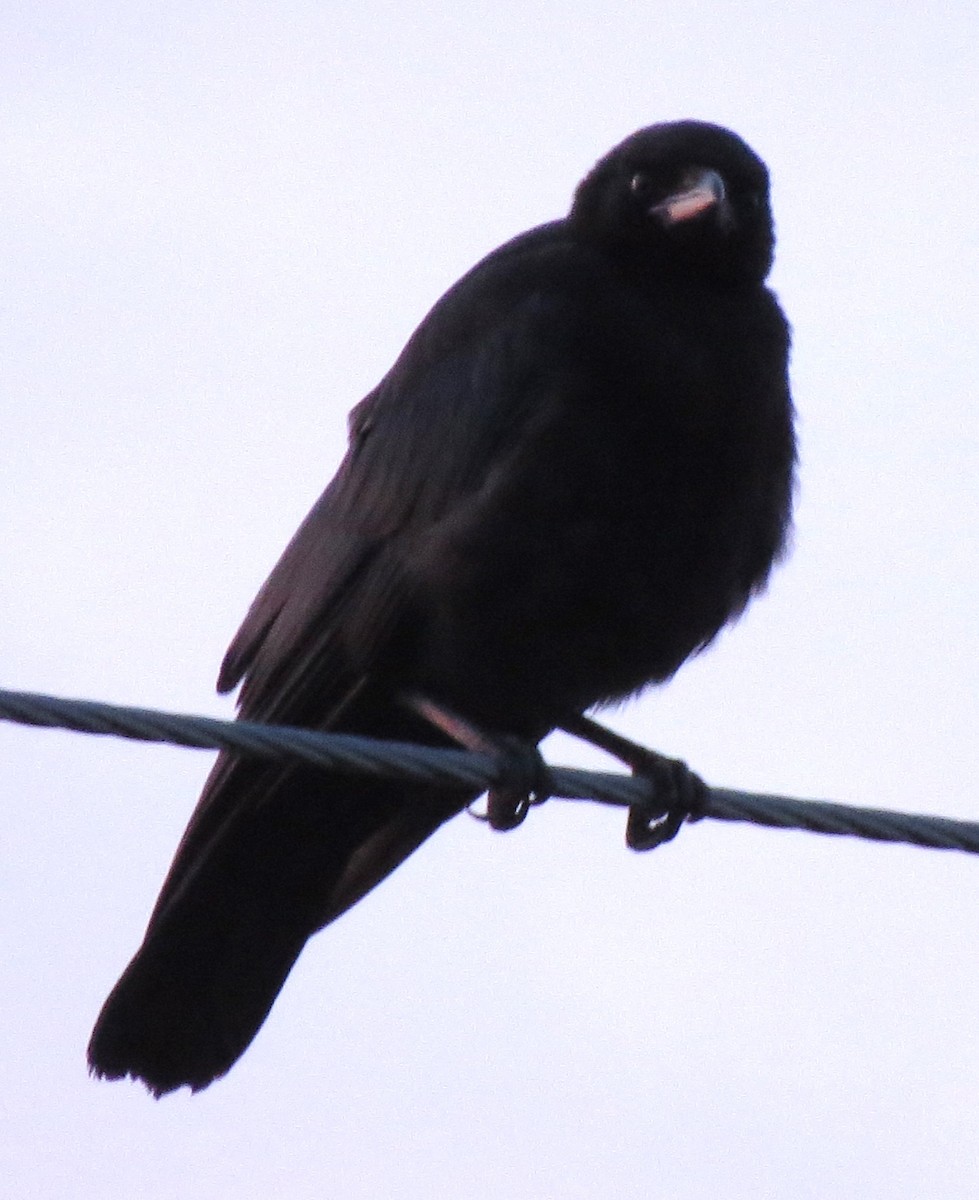 American Crow - ML638718857