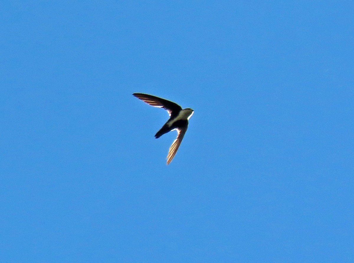 White-throated Swift - ML638718858