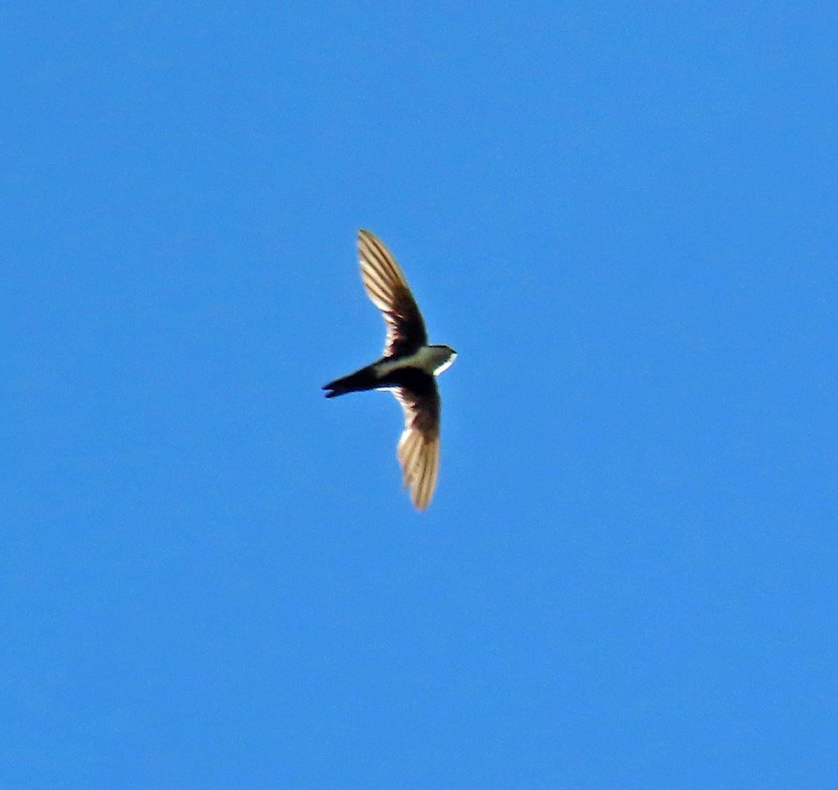 White-throated Swift - ML638718859