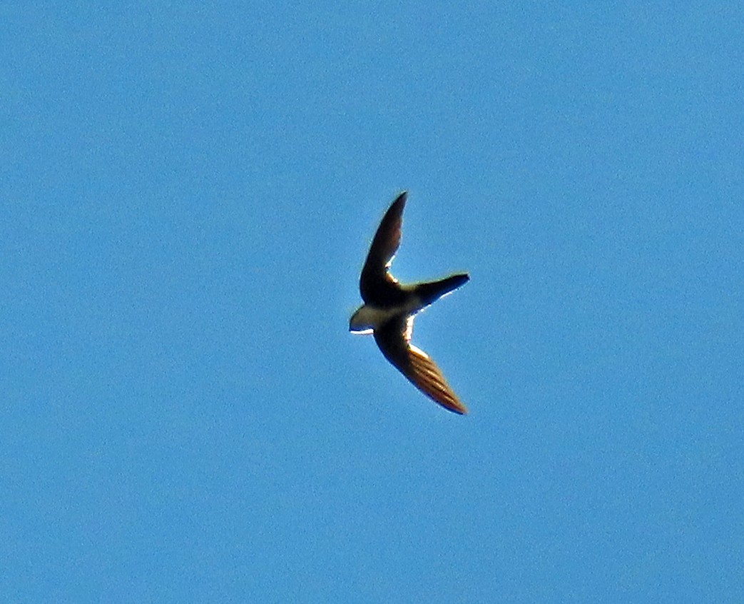 White-throated Swift - ML638718860