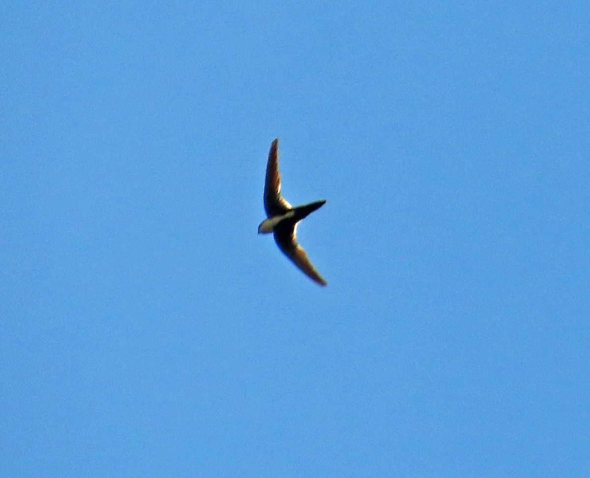 White-throated Swift - ML638718861