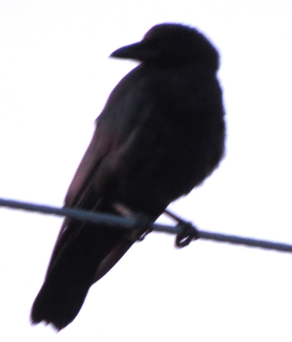 American Crow - ML638718869