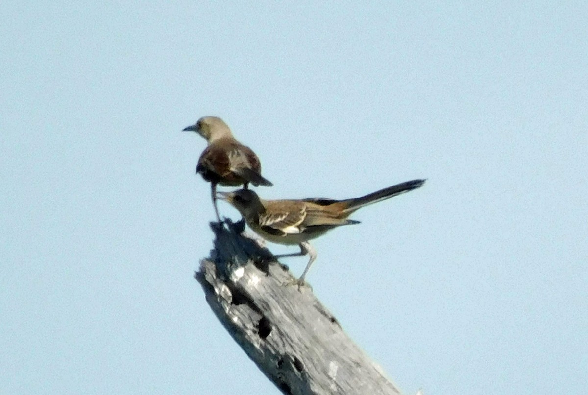 Northern Mockingbird - ML638718871