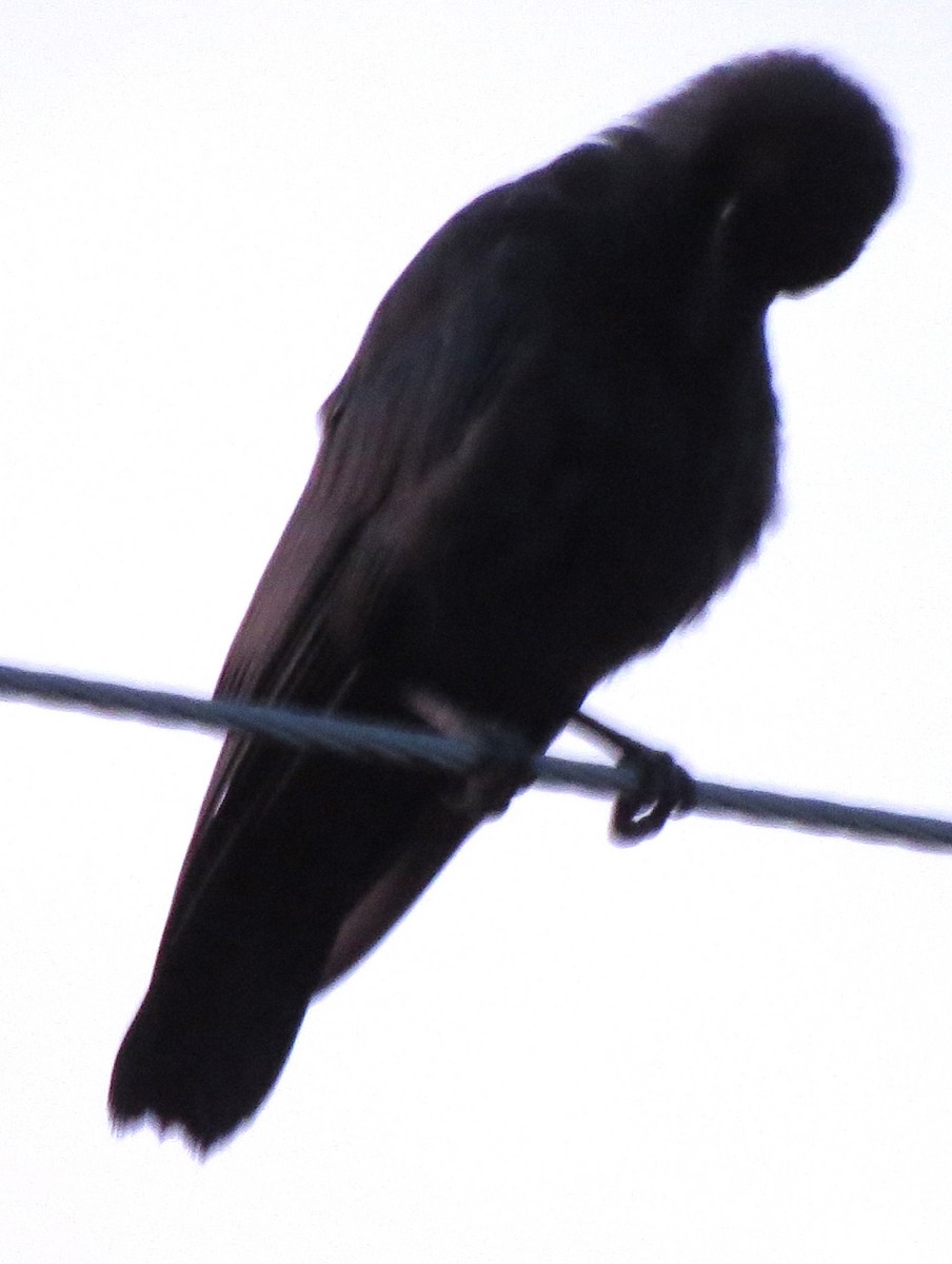 American Crow - ML638718872