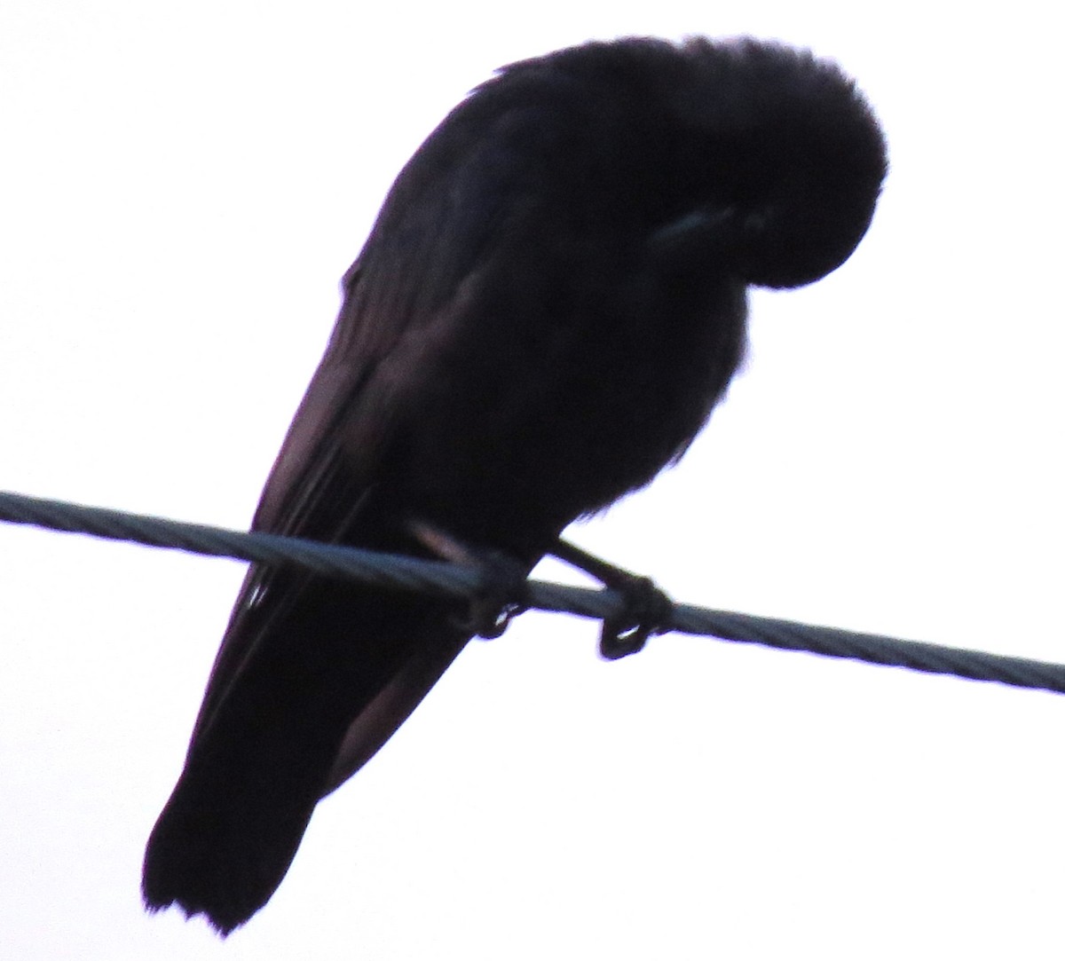 American Crow - ML638718873