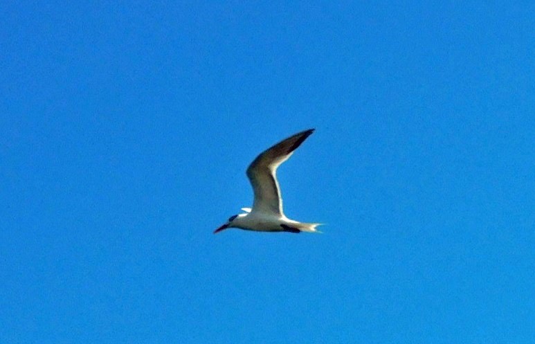 Forster's Tern - ML638718906