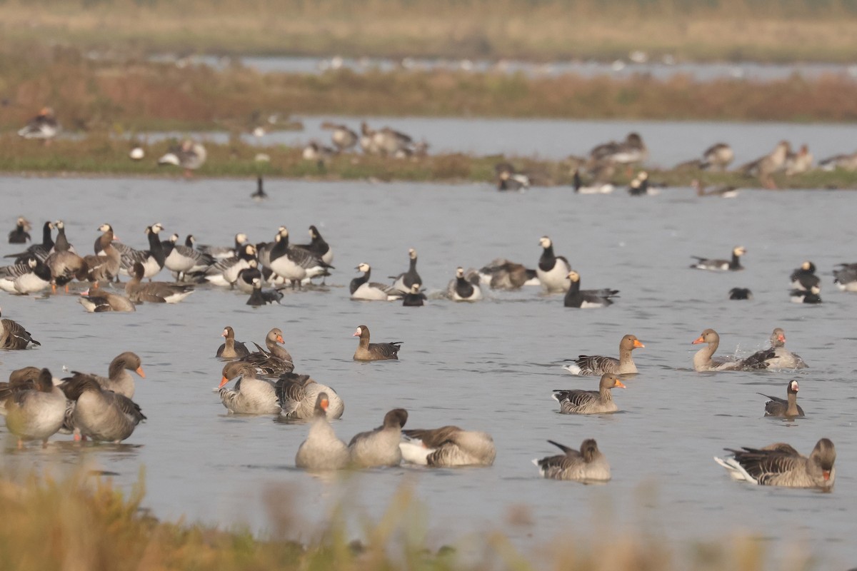 Graylag Goose - ML638718931