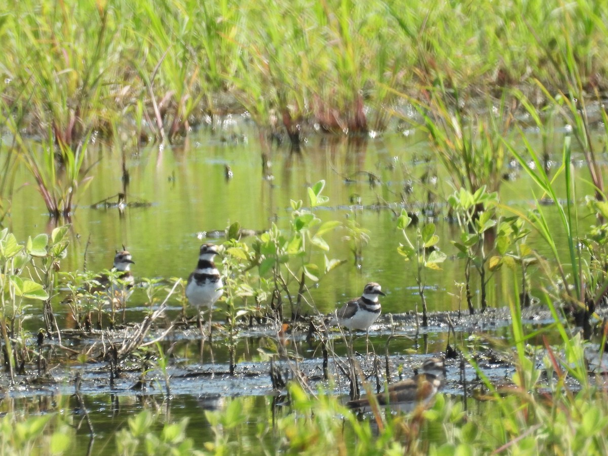 Killdeer - ML638718935