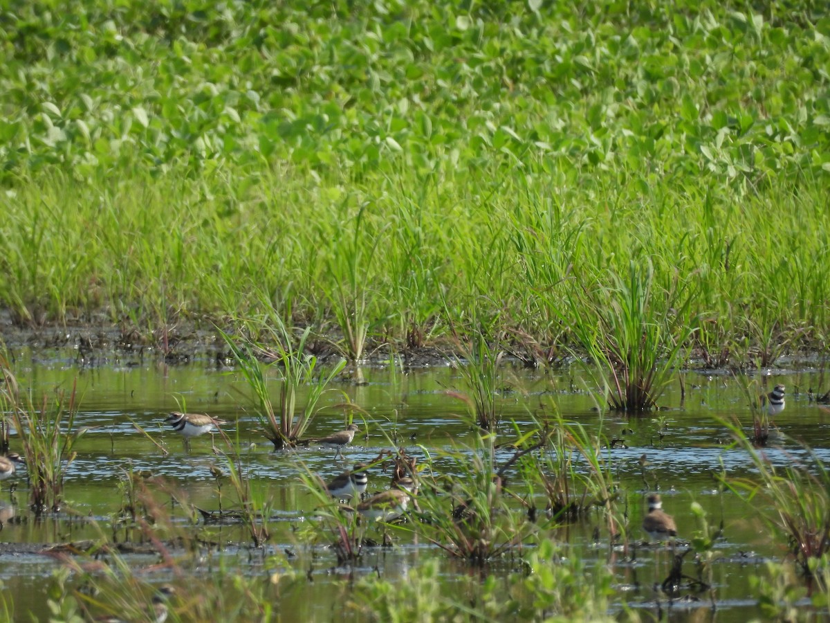 Killdeer - ML638718940