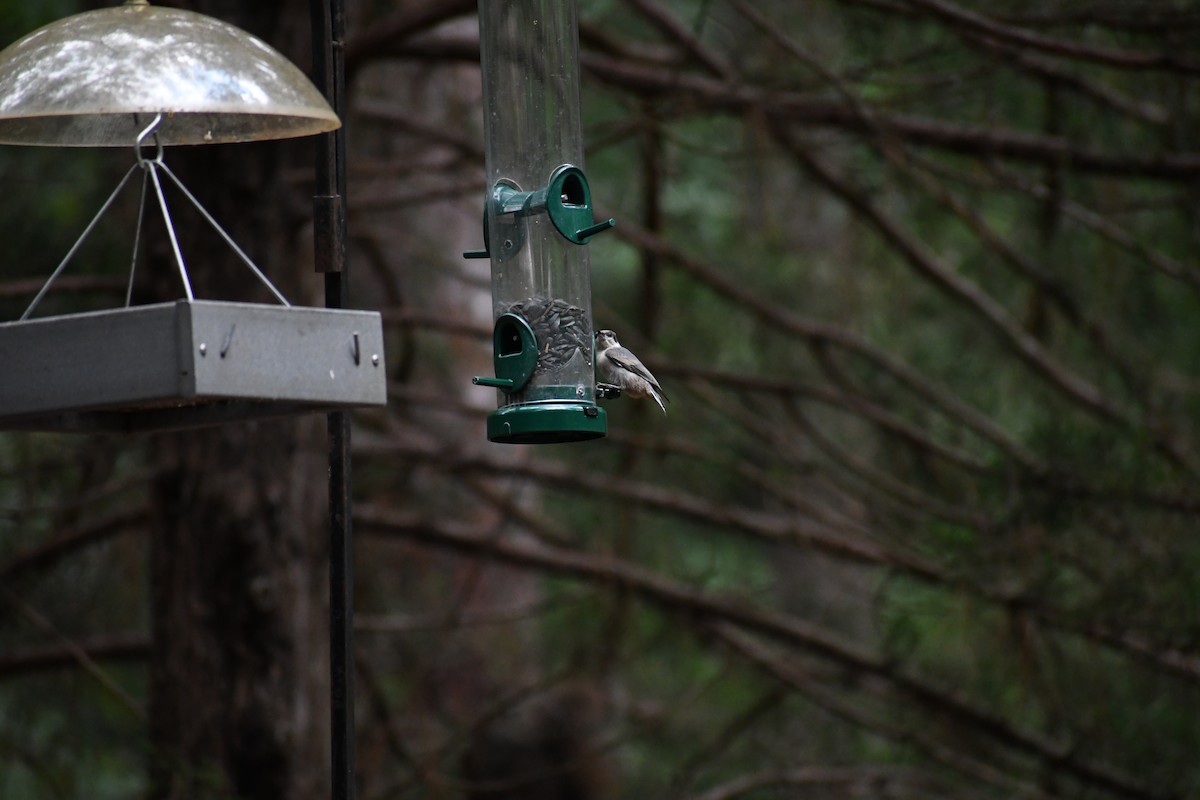 Brown-headed Nuthatch - ML638718945