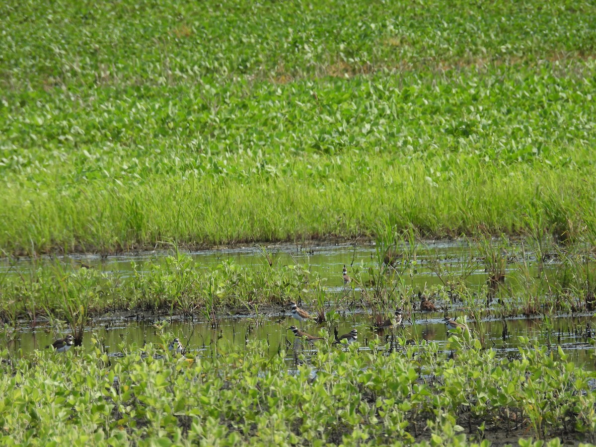 Killdeer - ML638718948