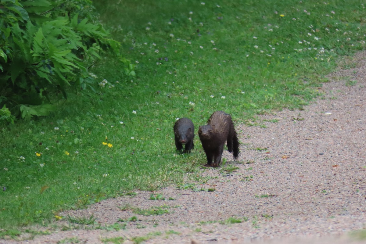 American Mink - ML638718965