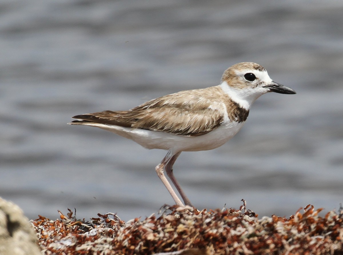 Wilson's Plover - ML638718969