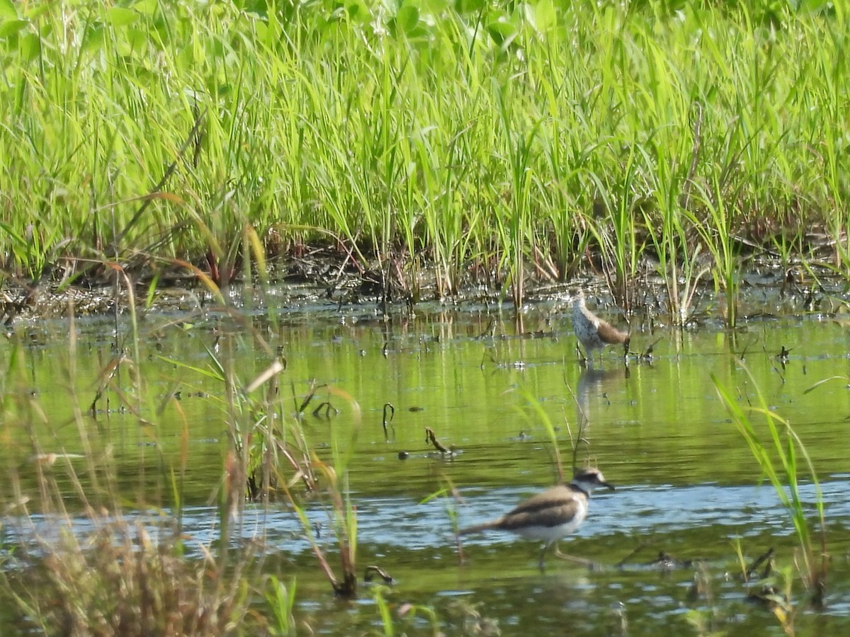 Spotted Sandpiper - ML638718972