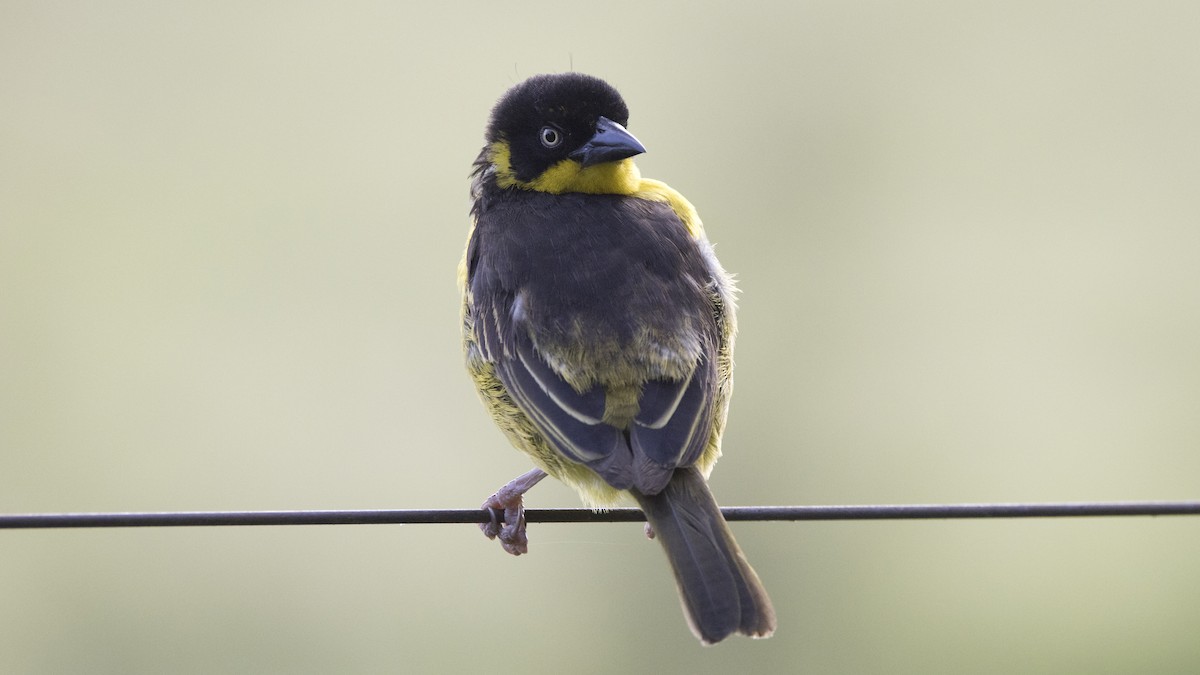 Baglafecht Weaver - ML638718986