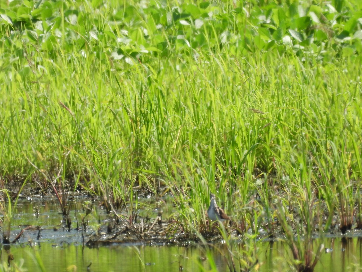 Solitary Sandpiper - ML638718989