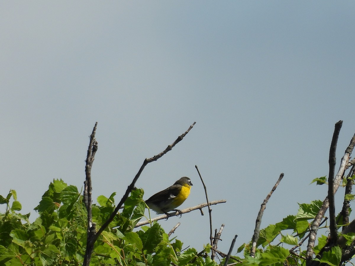 Yellow-breasted Chat - ML638718997