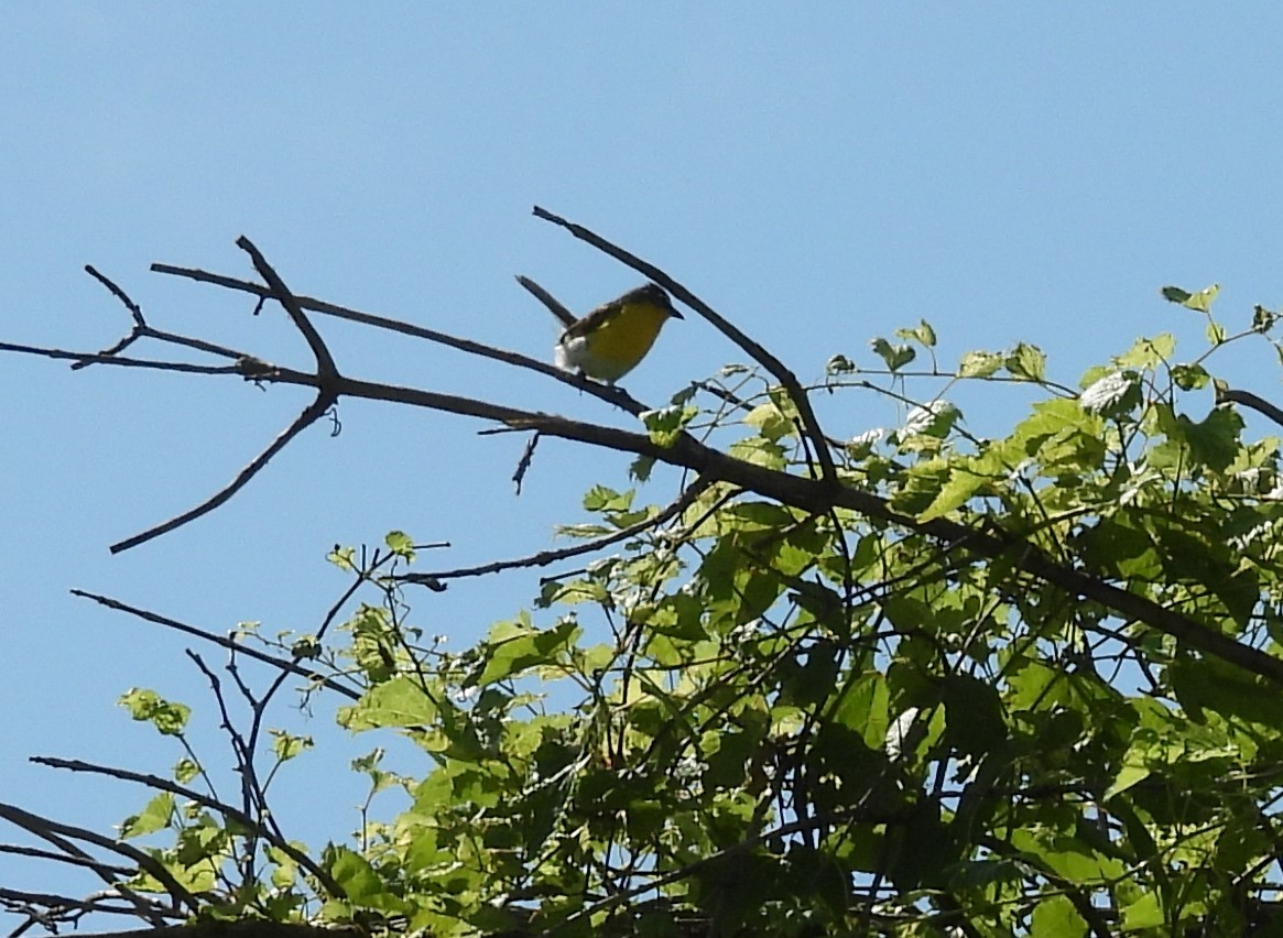 Yellow-breasted Chat - ML638718998