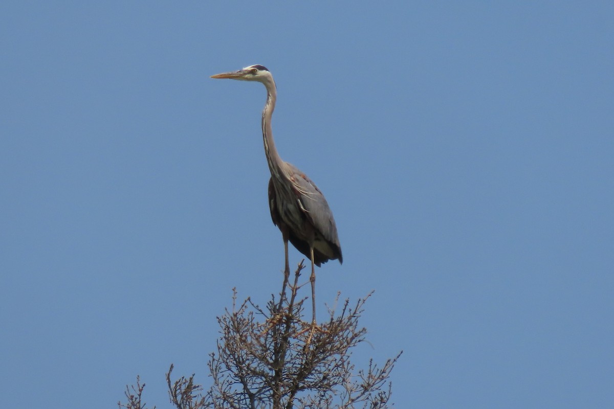 volavka velká - ML638719006