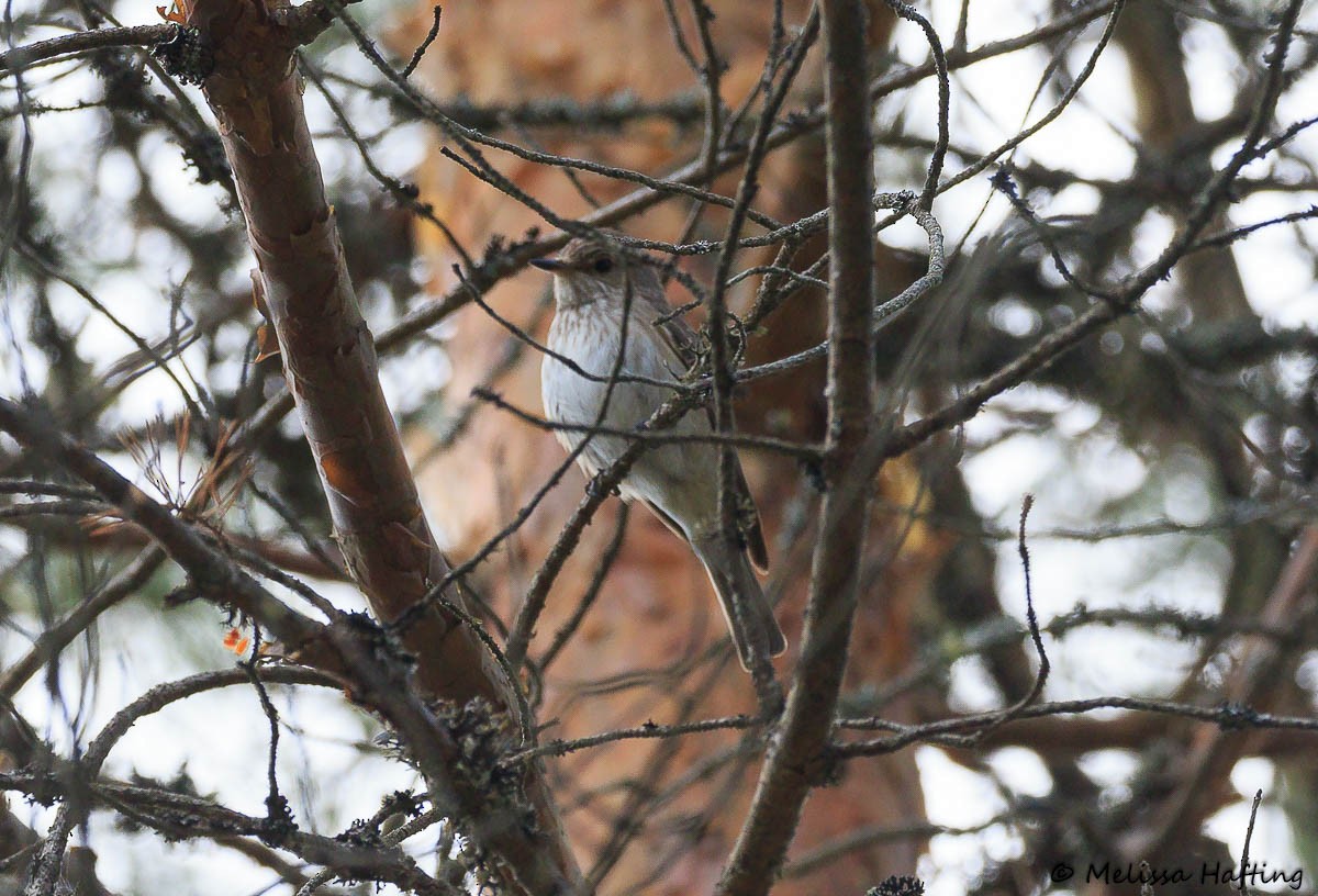 Spotted Flycatcher - ML638719015
