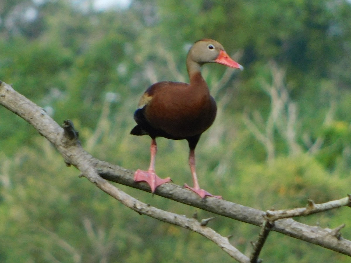 Black-bellied Whistling-Duck - ML638719023