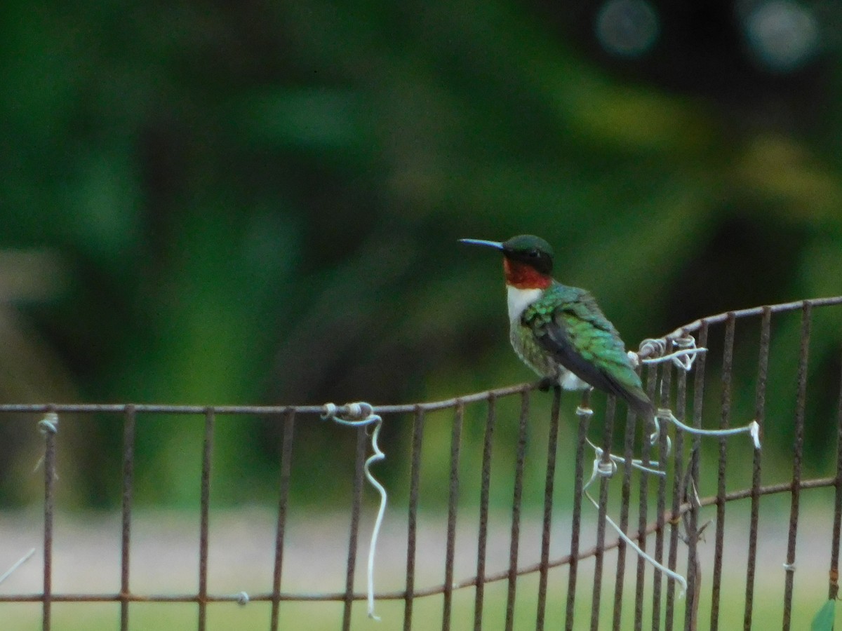 Ruby-throated Hummingbird - ML638719024