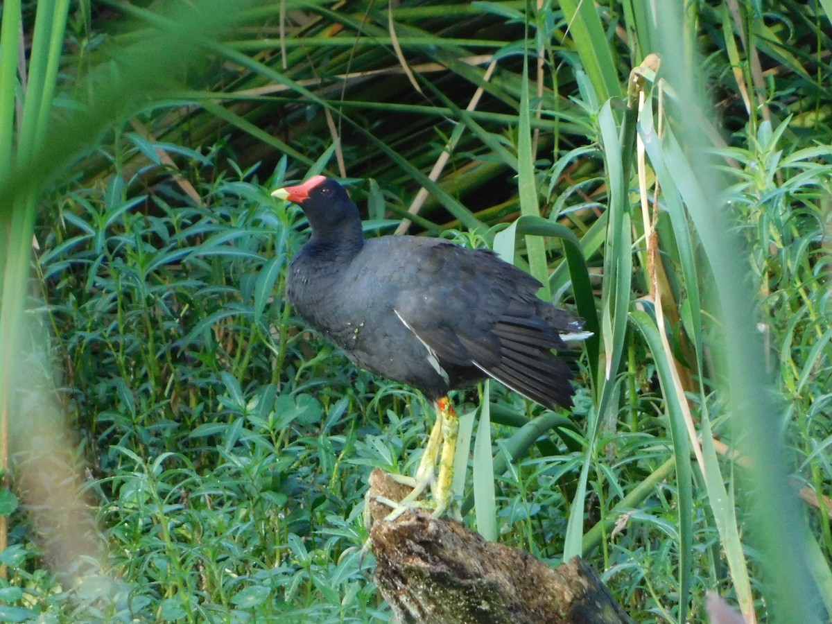 Common Gallinule - ML638719025