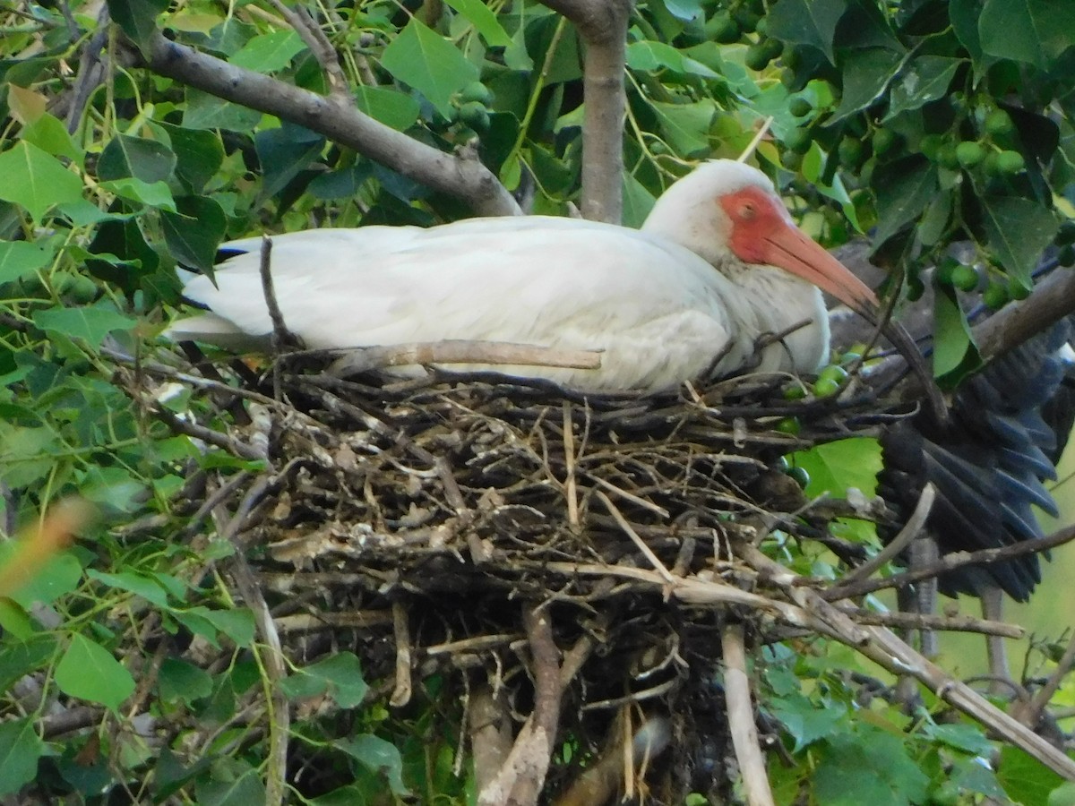 White Ibis - ML638719029