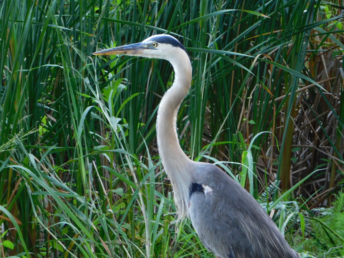 Great Blue Heron - ML638719031