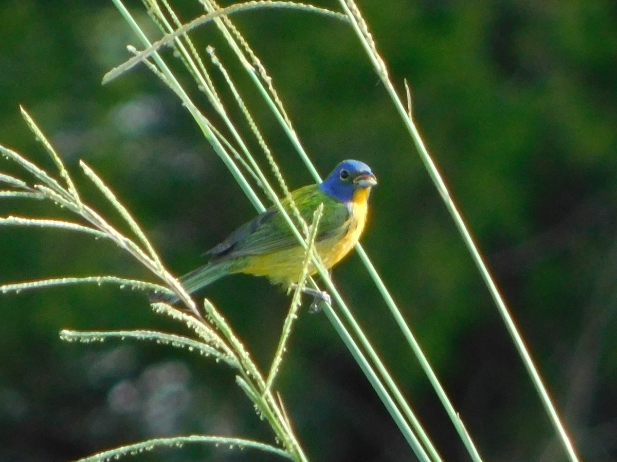 Painted Bunting - ML638719035