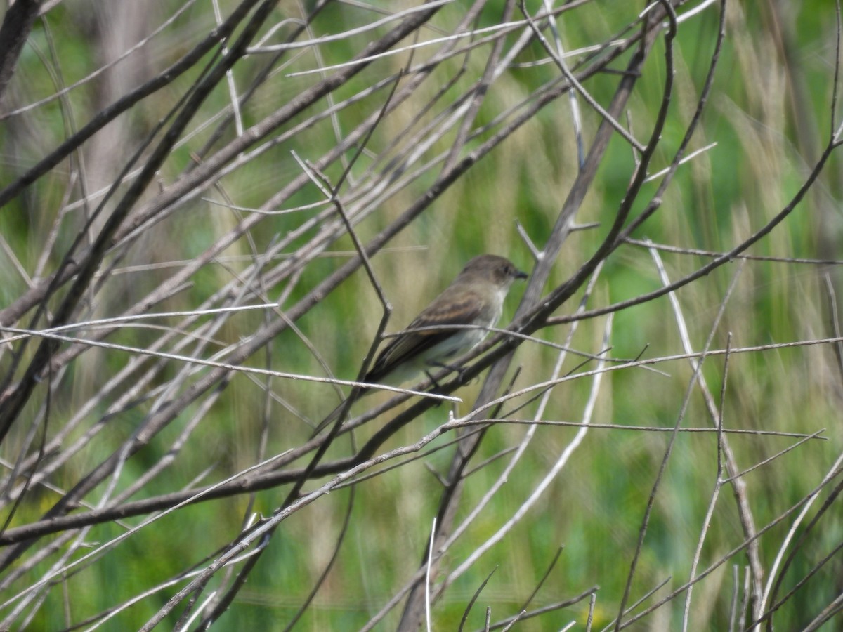 Willow Flycatcher - ML638719037