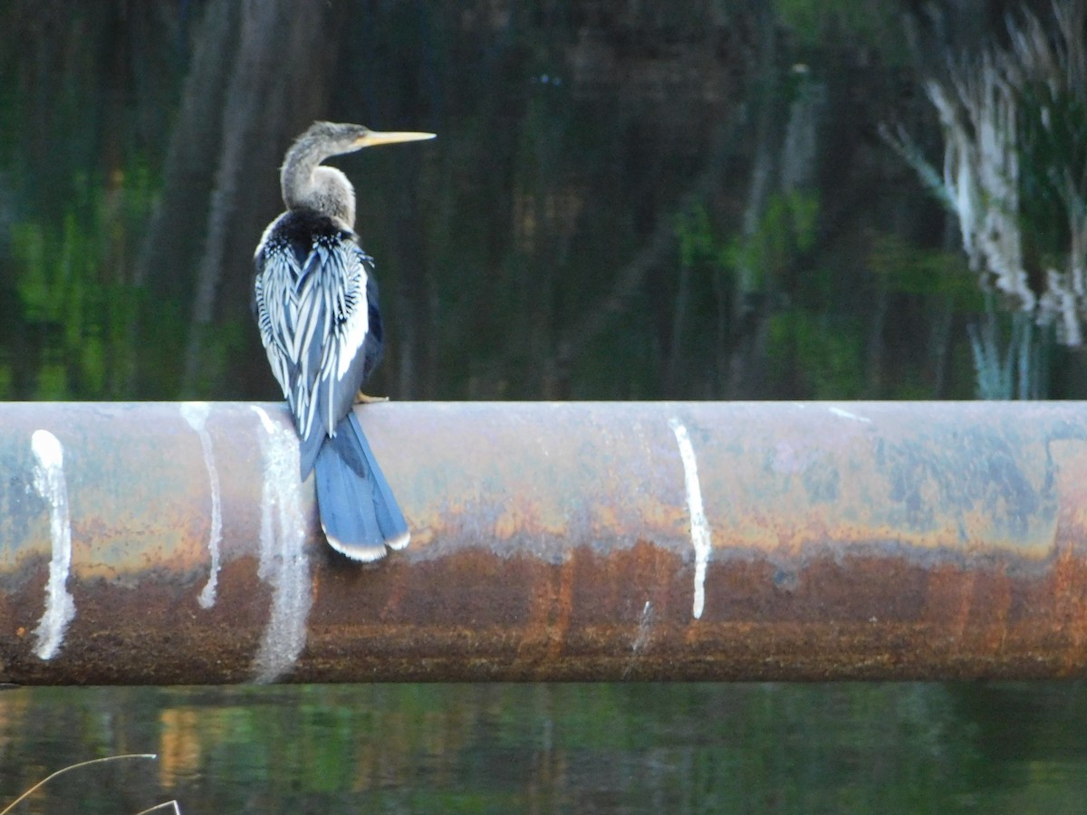 Anhinga - ML638719049