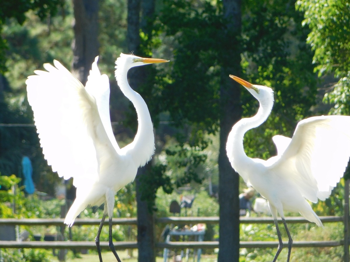 Great Egret - ML638719058
