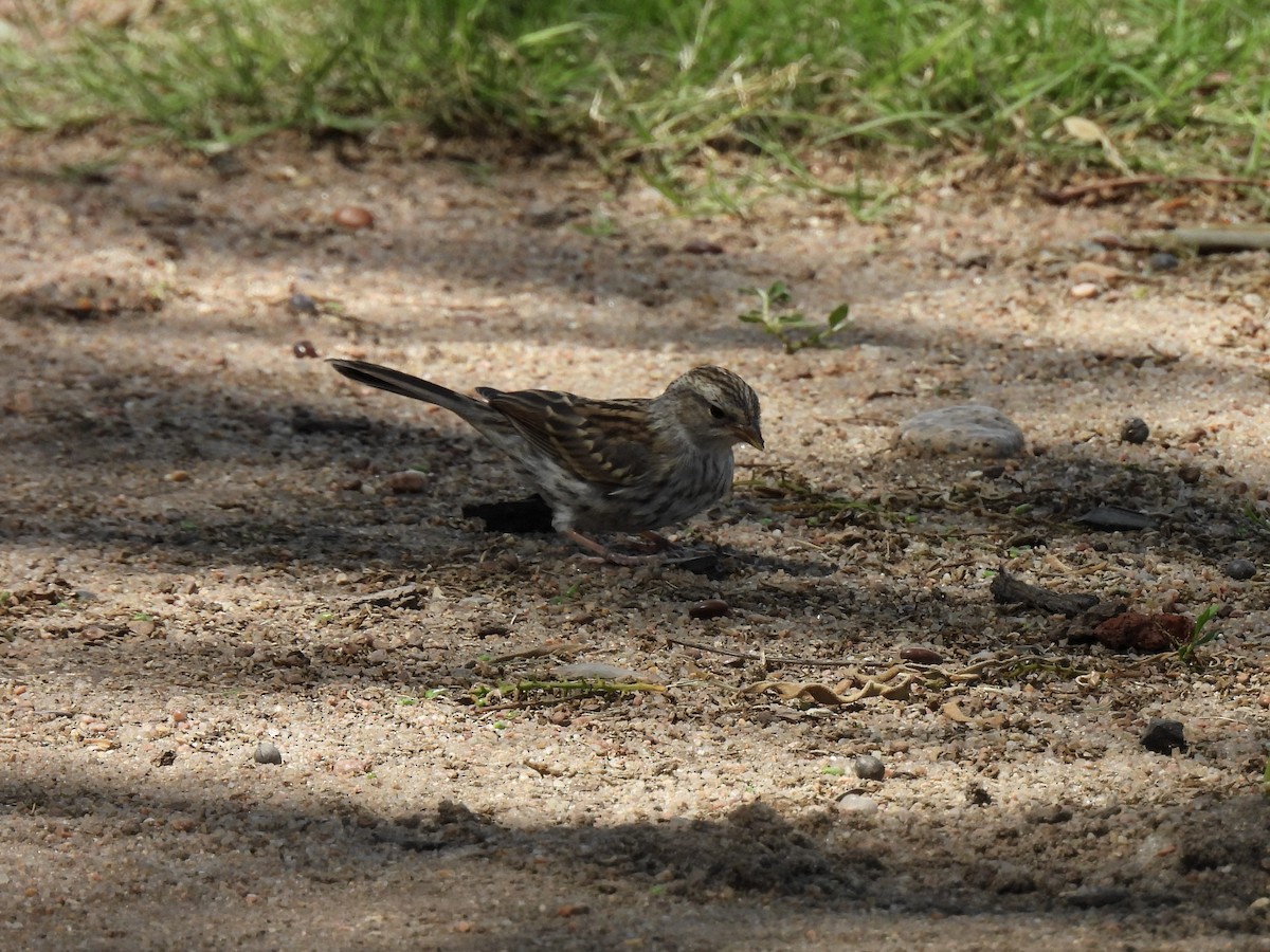 Chipping Sparrow - ML638719061